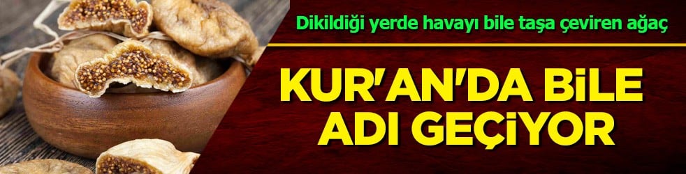 Dikildiği yerde havayı bile taşa çeviren ağaç: Kur'an'da bile adı geçiyor: Kuru incir neye iyi gelir?