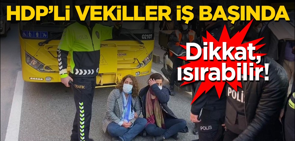 Dikkat ısırabilir! HDP’li Milletvekilleri iş başında
