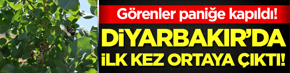 Diyarbakır'da ilk kez ortaya çıktı! Görenler paniğe kapıldı!