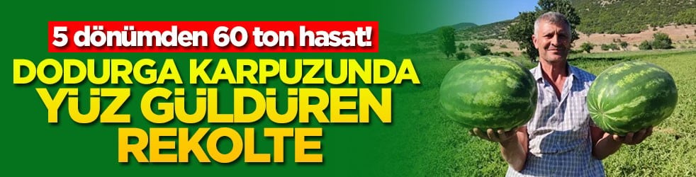 Dodurga karpuzunda yüz güldüren rekolte! 5 dönümden 60 ton hasat