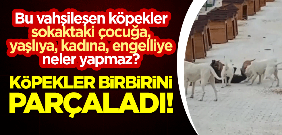Doğal yaşam alanındaki köpekler birbirini parçaladı! Bunlar sokaktaki çocuğa, yaşlıya, kadına, engelliye neler yapmaz?