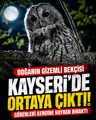 Doğanın gizemli bekçisi Kayseri’de ortaya çıktı! Görenleri kendine hayran bıraktı