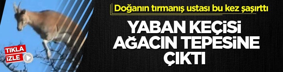 Doğanın tırmanış ustası bu kez şaşırttı! Yaban keçisi ağacın tepesine çıktı