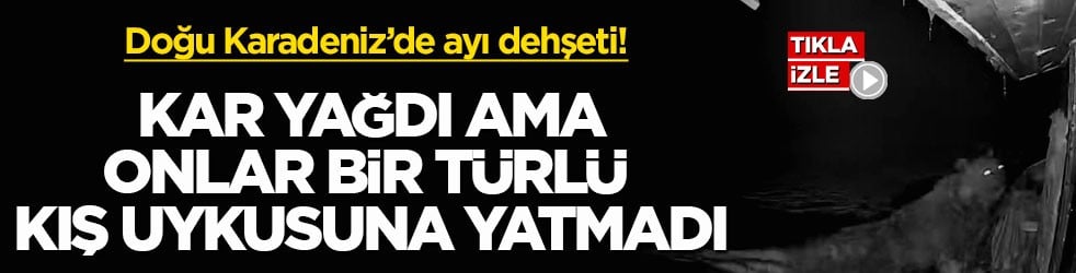 Doğu Karadeniz’de ayı dehşeti! Kar yağdı ama onlar bir türlü kış uykusuna yatmadı