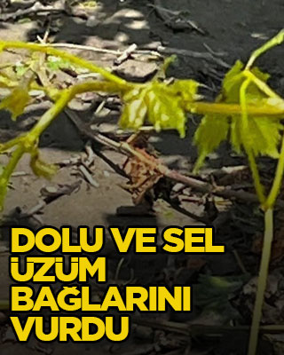 Dolu ve sel üzüm bağlarını vurdu