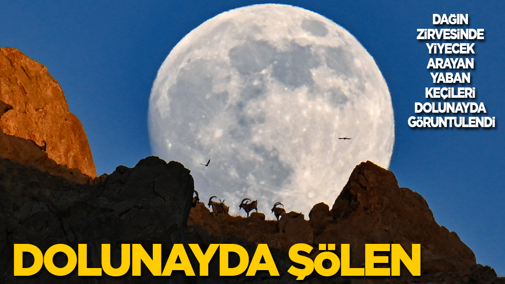 Dolunayda şölen! Dağın zirvesinde yiyecek arayan yaban keçileri dolunayda görüntülendi