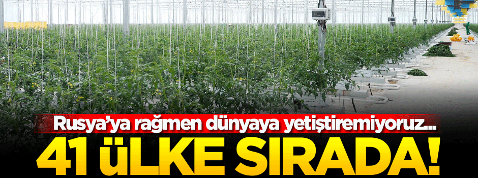 Domates ihracatı yüzde 50 arttı!