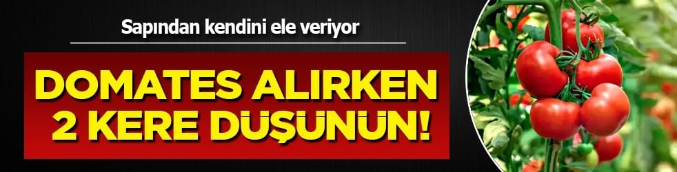 Domates seçerken iki kere düşünün: Bu yanlış seçim tamamen hata... Yanlış biliniyor... 
