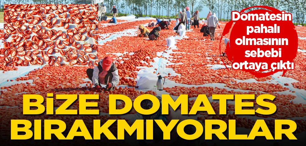 Domatesin pahalı olmasının sebebi ortaya çıktı: Bize domates bırakmıyorlar