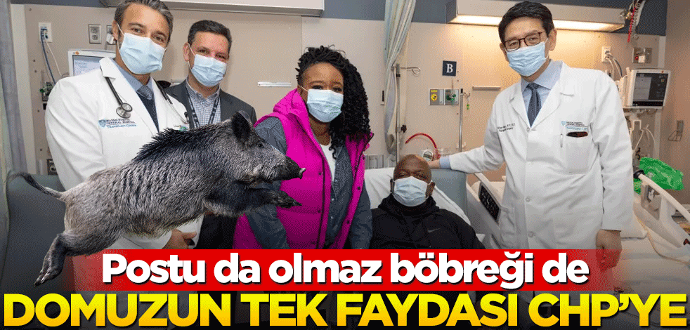 Domuz böbreği nakli ölüm getirdi