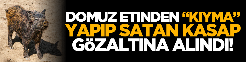 Domuz etinden “kıyma” yapıp satan kasap gözaltına alındı!