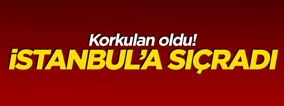 Domuz gribi İstanbul'a sıçradı!