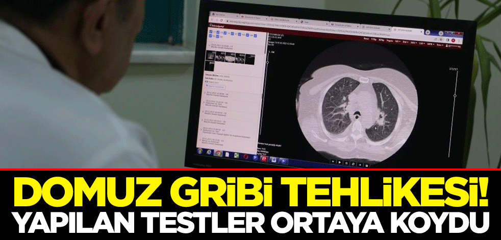 Domuz gribi tehlikesi! Yapılan testler ortaya koydu