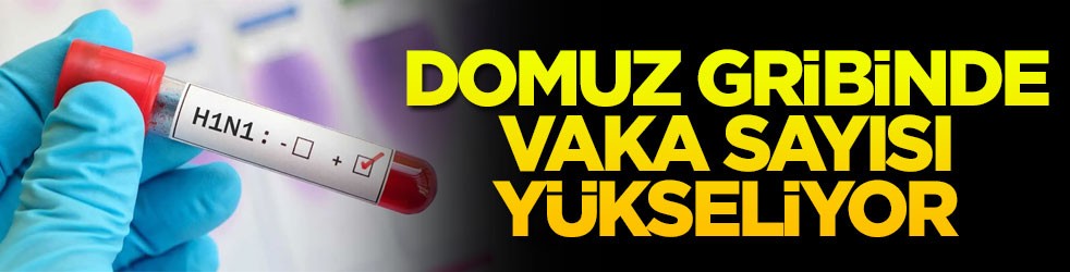 Domuz gribinde vaka sayısı yükseliyor