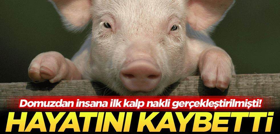 Domuzdan insana ilk kalp nakli gerçekleştirilmişti! Hayatını kaybetti