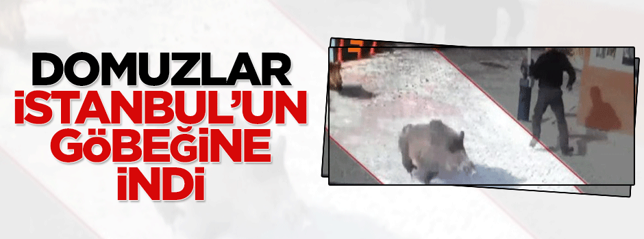 Domuzlar İstanbul'un göbeğine indi