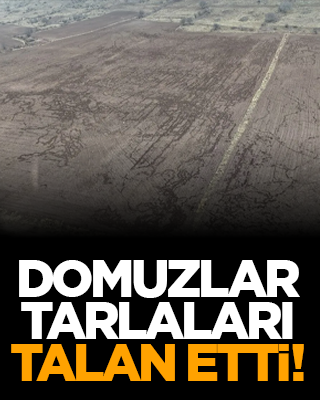 Domuzlar tarlaları talan etti!