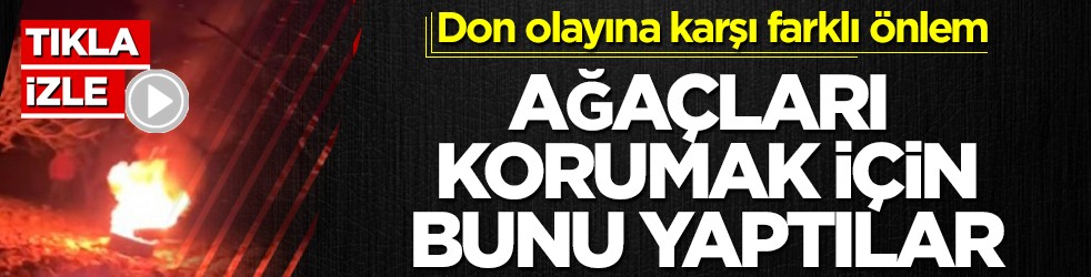 Don olayına karşı farklı önlem! Ağaçları korumak için bunu yaptılar