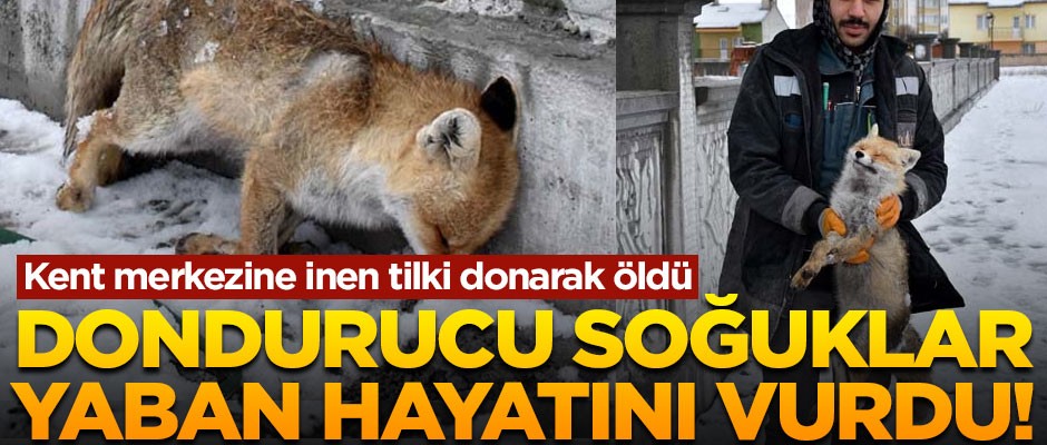 Dondurucu soğuklar, yaban hayatını vurdu! 1 tilki donarak öldü