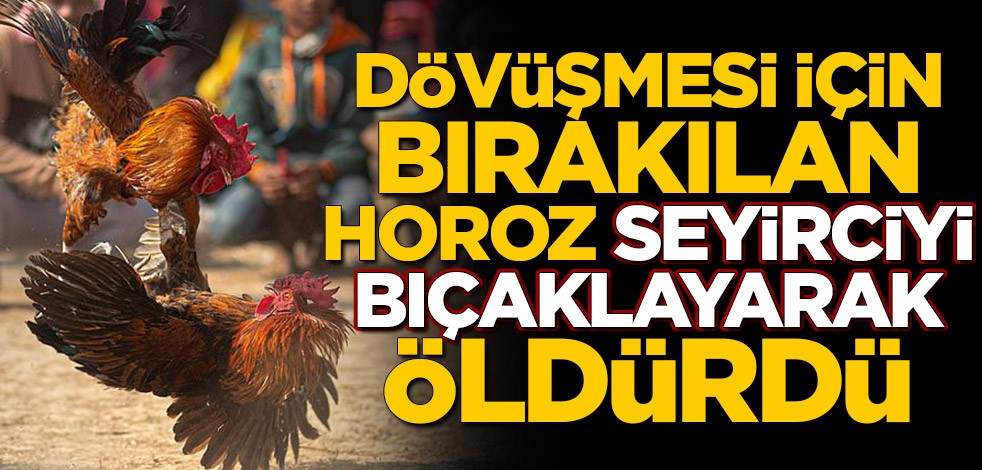 Dövüşmesi için bırakılan horoz, seyirciyi bıçaklayarak öldürdü