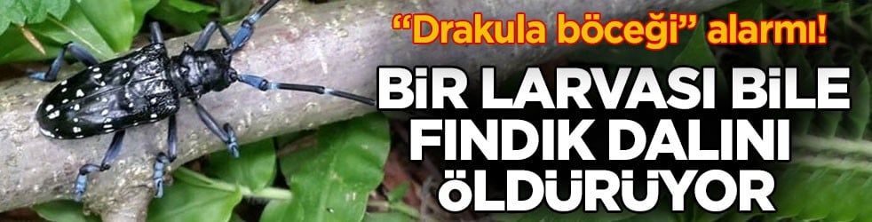 “Drakula böceği” alarmı! Bir larvası bile fındık dalını öldürüyor