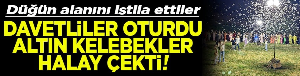 Düğün alanını istila ettiler Davetliler oturdu kelebekler halay çekti!