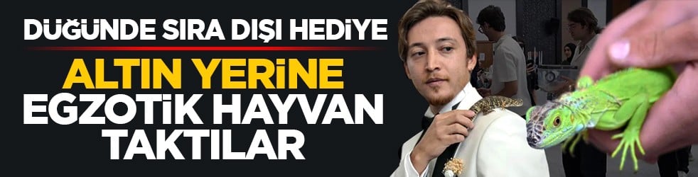 Düğünde sıra dışı hediye: Altın yerine egzotik hayvan taktılar