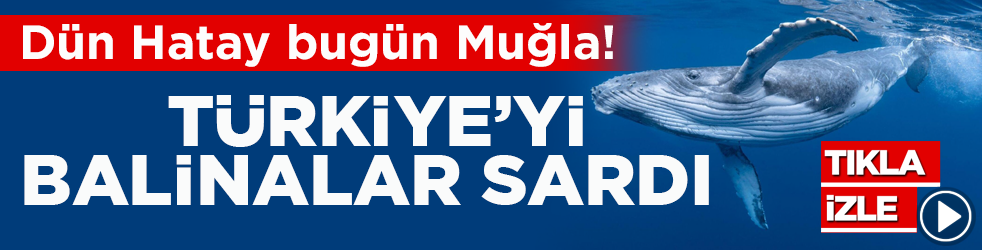 Dün Hatay bugün Muğla! Türkiye’yi balinalar sardı