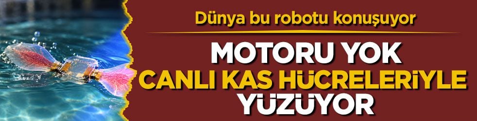 Dünya bu robotu konuşuyor! Motoru yok, canlı kas hücreleriyle yüzüyor
