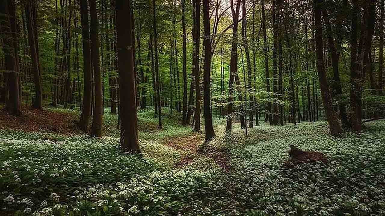 Dünya ormanları tekdüzeleşiyor: Nadir türler yok olma tehlikesiyle karşı karşıya