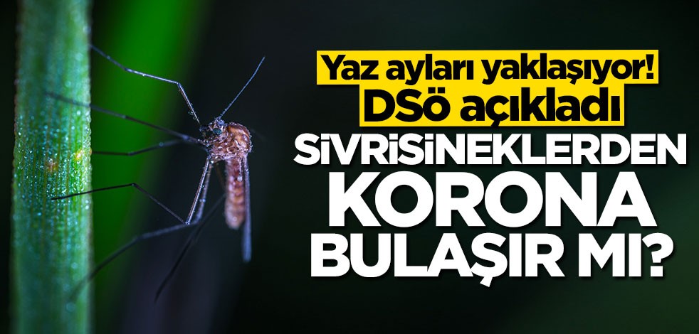 Dünya Sağlık Örgütü açıkladı: Sivrisineklerden koronavirüs bulaşır mı?