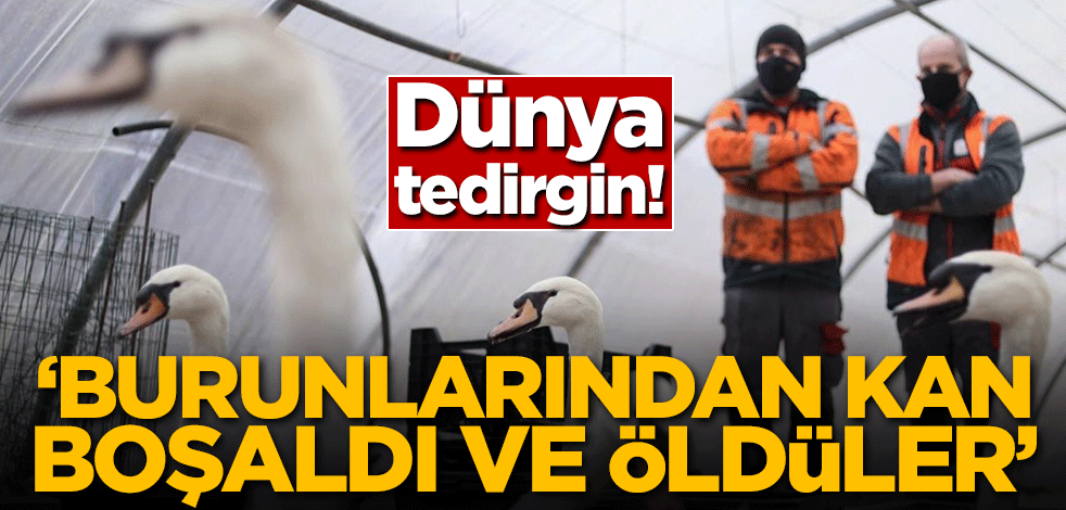 Dünya tedirgin! 'Burunlarından kan boşaldı ve öldüler!'