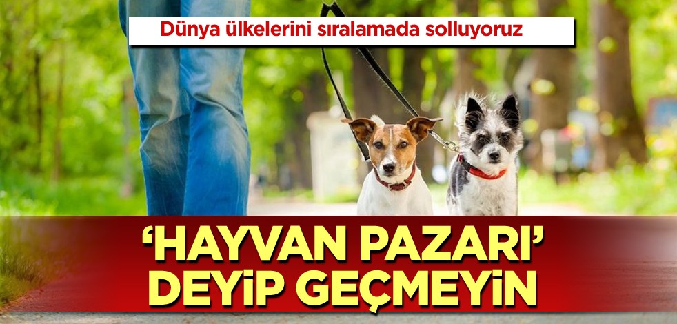 Dünya ülkelerini sıralamada solluyoruz! "Hayvan pazarı" deyip geçmeyin
