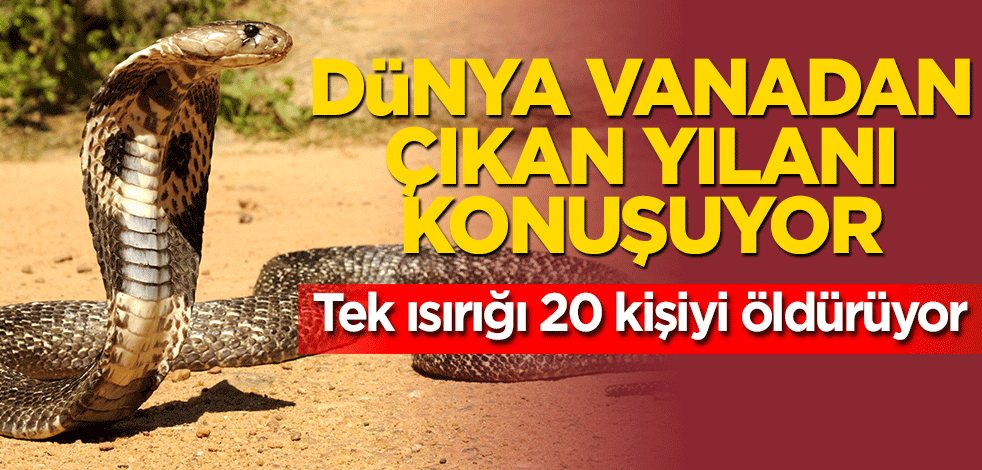Dünya vanadan fırlayan yılanı konuşuyor!