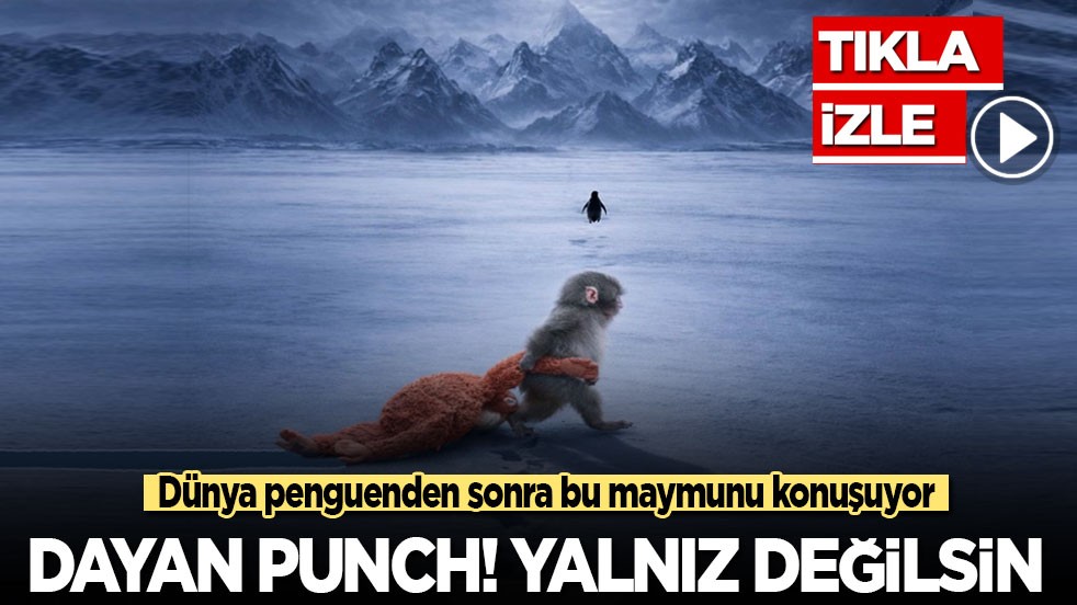 Dünya yalnız penguenden sonra maymun Punch'ı konuşuyor: Dayan Punch, yalnız değilsin!