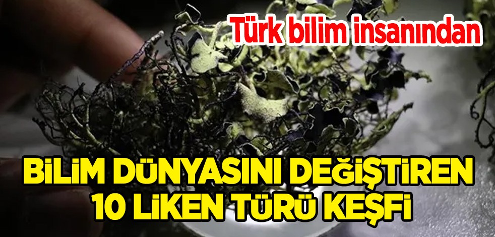 Dünyada bir ilk! Heyecanlandıran keşif: Türk bilim insanı Antarktika'da 10 liken türü keşfetti