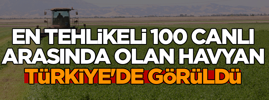 Dünyada en tehlikeli 100 canlı arasında olan hayvan Türkiye'de görüldü
