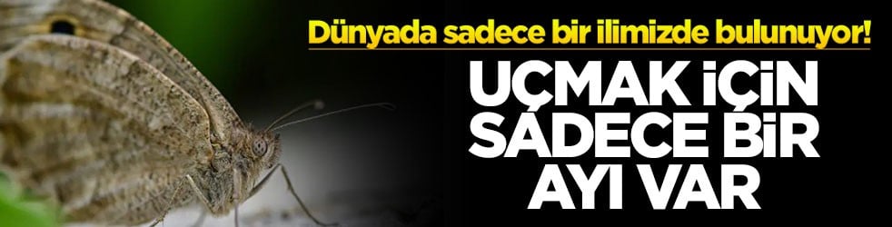 Dünyada sadece bir ilimizde bulunuyor! Uçmak için sadece bir ayı var