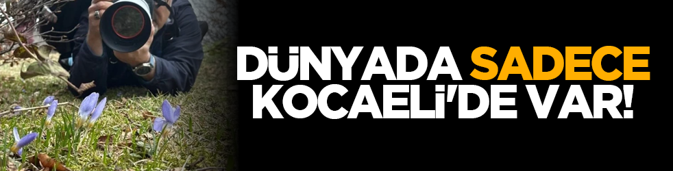 Dünyada sadece Kocaeli'de var!