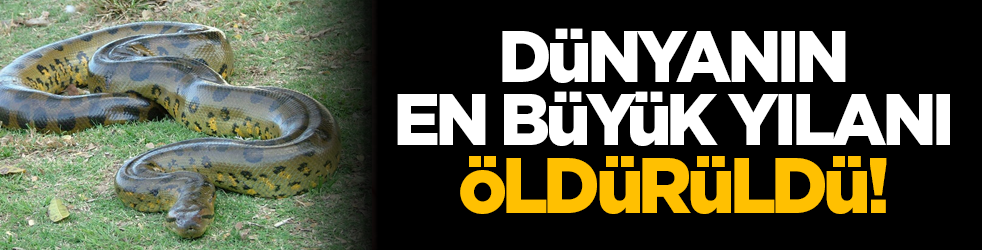 Dünyanın en büyük yılanı öldürüldü!
