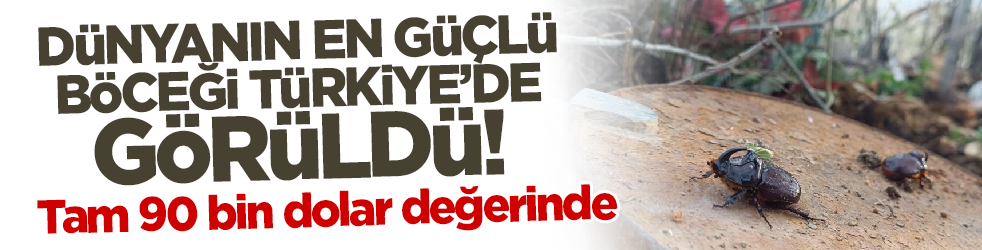 Dünyanın en güçlü böceği Türkiye'de görüldü! Tam 90 bin dolar değerinde