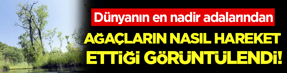 Dünyanın en nadir adalarından: Ağaçların nasıl hareket ettiği görüntülendi!