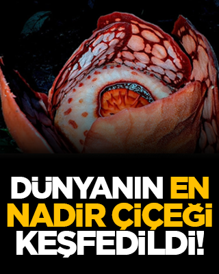 Dünyanın en nadir çiçeği keşfedildi!