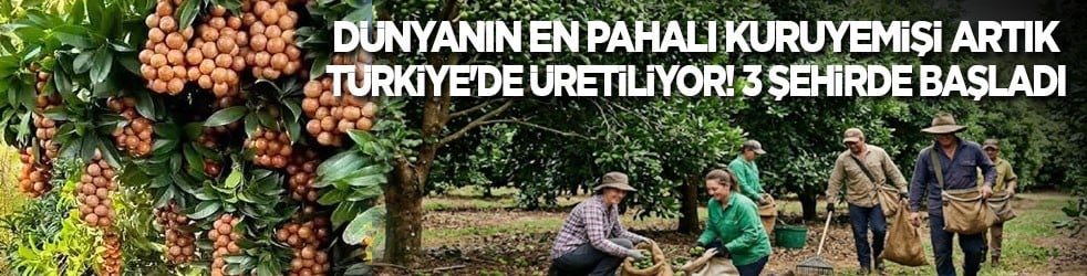 Dünyanın en pahalı kuruyemişi artık Türkiye'de üretiliyor! 3 şehirde başladı 