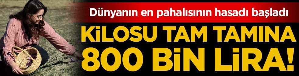 Dünyanın en pahalısının hasadı başladı: Kilosu tam tamına 800 bin lira!