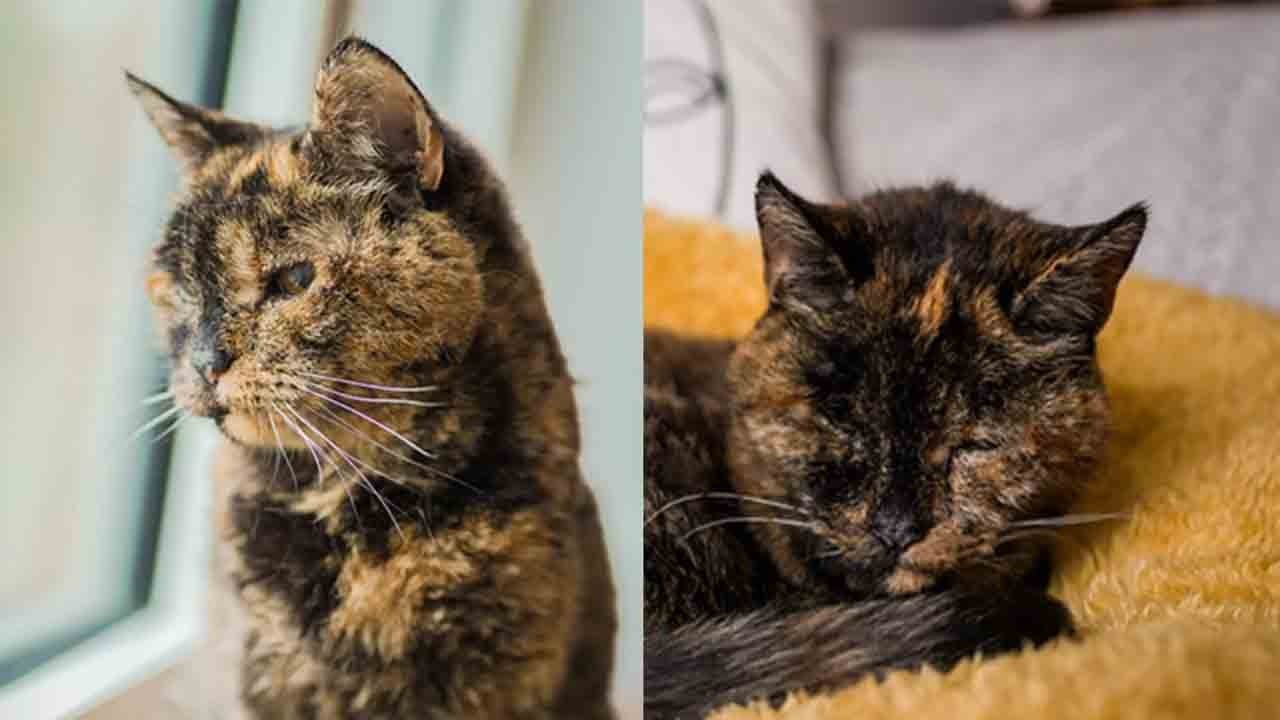 Dünyanın en yaşlı kedisi: Flossie 30 yaşında
