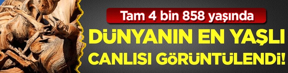 Dünyanın en yaşlısı görüntülendi! Tam 4 bin 858 yaşında!