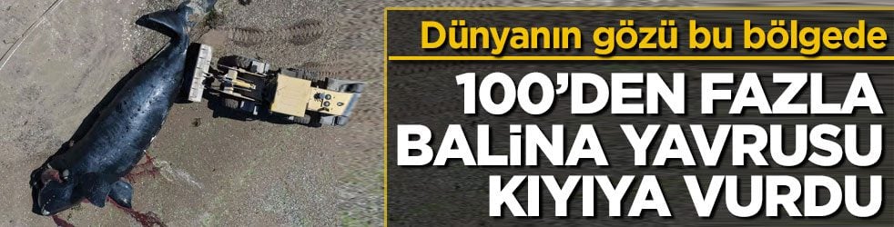 Dünyanın gözü bu bölgede! 100’den fazla balina yavrusu kıyıya vurdu