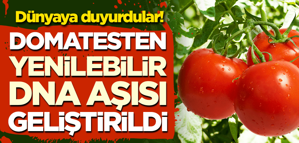 Dünyaya duyurdular! Domatesten 'yenilebilir DNA aşısı' geliştirildi