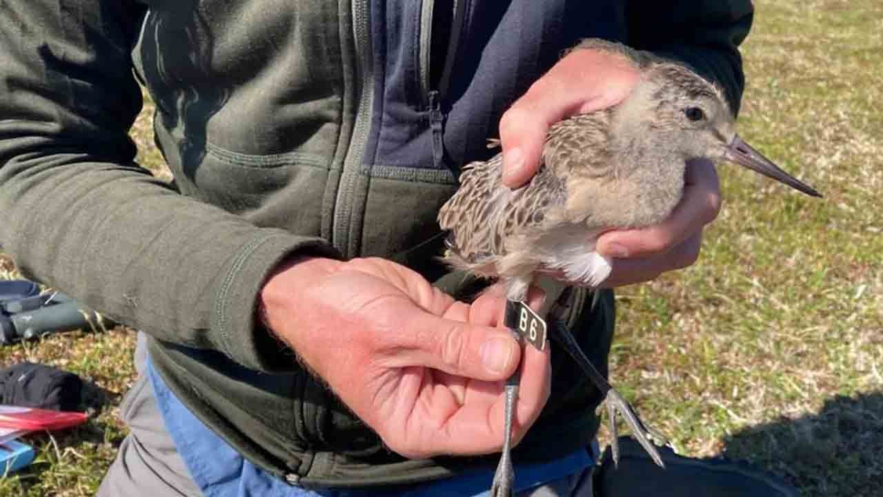 Dünyayı aşan minik gezgin: 13 bin kilometrelik rekor